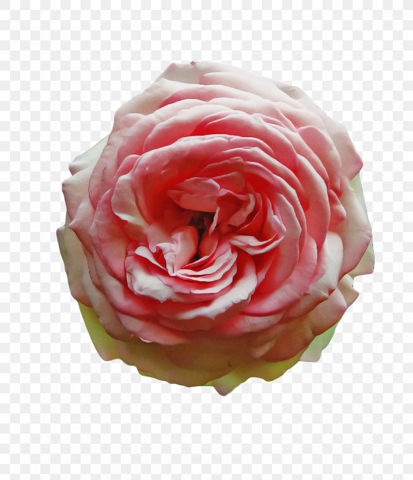 Garden Roses, PNG, 1100x1278px, Garden Roses, Cabbage Rose, Computer, Cut Flowers, Floral Design Download Free