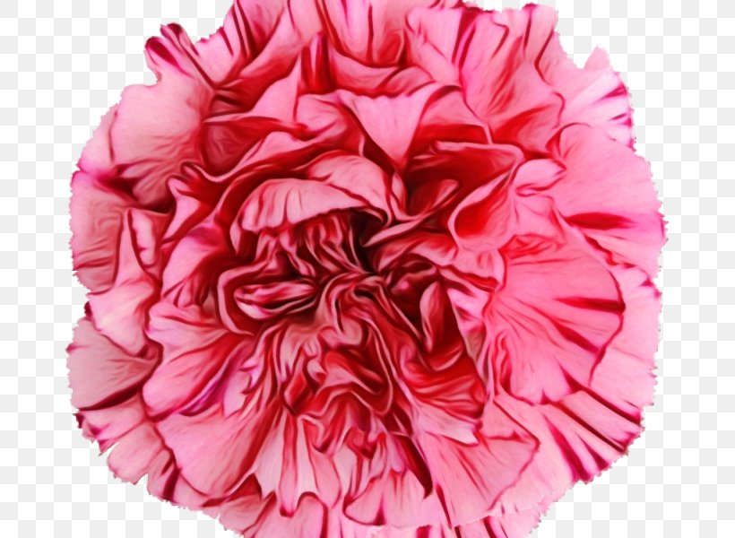 Pink Petal Pom-pom Flower Cut Flowers, PNG, 800x600px, Watercolor, Carnation, Cut Flowers, Dianthus, Flower Download Free