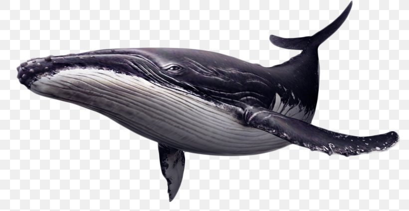 Whales Clip Art Image Killer Whale, PNG, 787x423px, Whales, Blue Whale, Bottlenose Dolphin, Bowhead, Cetacea Download Free