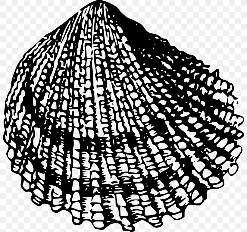 Seashell Bivalvia Clip Art, PNG, 800x770px, Seashell, Bivalvia, Black And White, Com, Fact Download Free