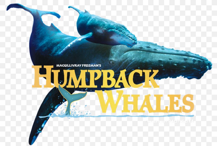 Dolphin Humpback Whale Cetacea Colorado Springs Colorado Amendment 64, PNG, 800x555px, Dolphin, Advertising, Beak, Brand, Cetacea Download Free
