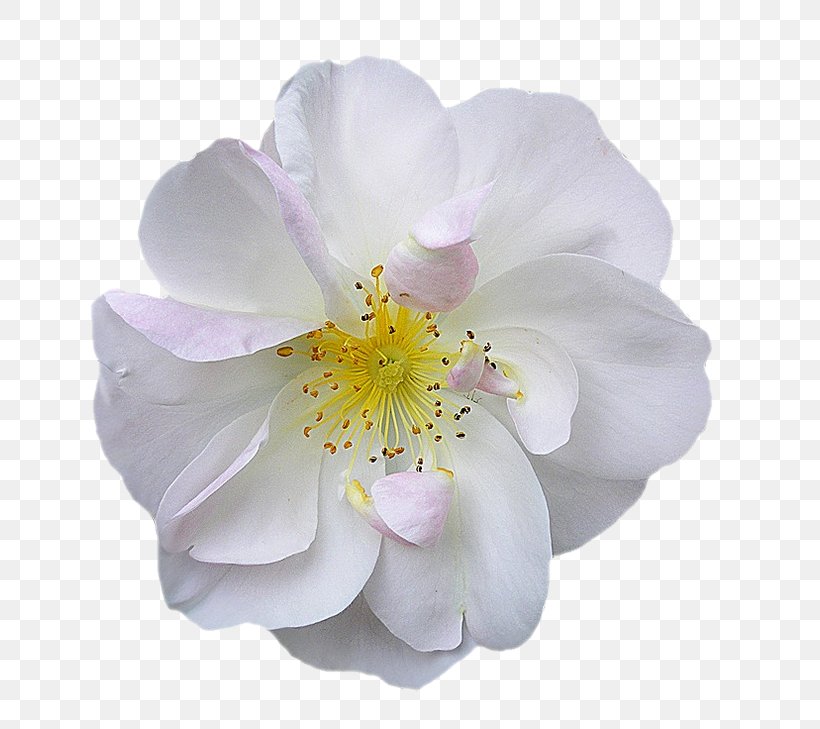 Flower, PNG, 800x729px, Flower, Abstraction, Blossom, Color, Designer Download Free
