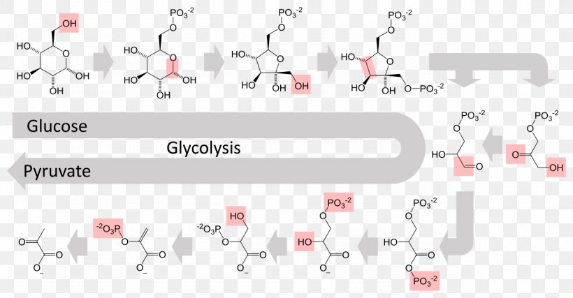 Glycolysis Metabolic Pathway Metabolism Cellular Respiration Anaerobic Respiration, PNG, 1280x668px, Glycolysis, Adenosine Triphosphate, Anabolism, Anaerobic Respiration, Area Download Free