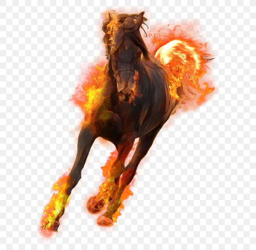 Stallion Desktop Wallpaper Download, PNG, 632x800px, Stallion, Fire, Flame, Horse, Horse Like Mammal Download Free