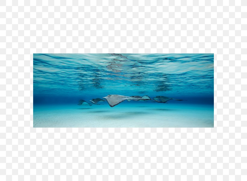 Underwater Marine Biology Ningaloo Coast Ocean, PNG, 600x600px, Water, Animal, Aqua, Azure, Canvas Download Free