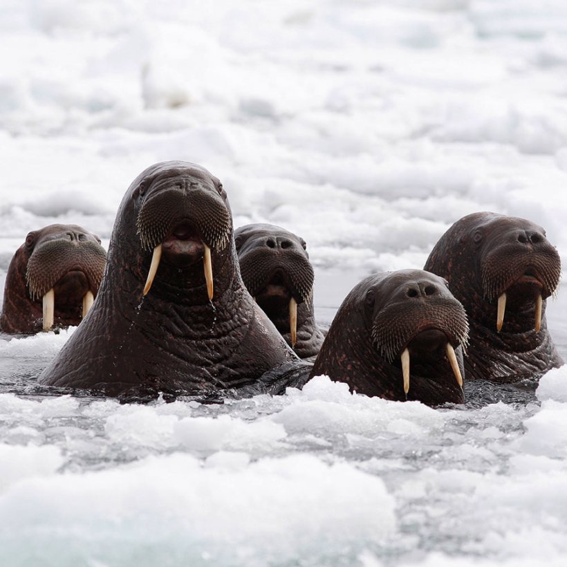 Alaska Arctic Ocean Walrus Chukchi Sea Pinniped, PNG, 900x900px, Alaska, Arctic, Arctic Ocean, Blubber, Chukchi Sea Download Free