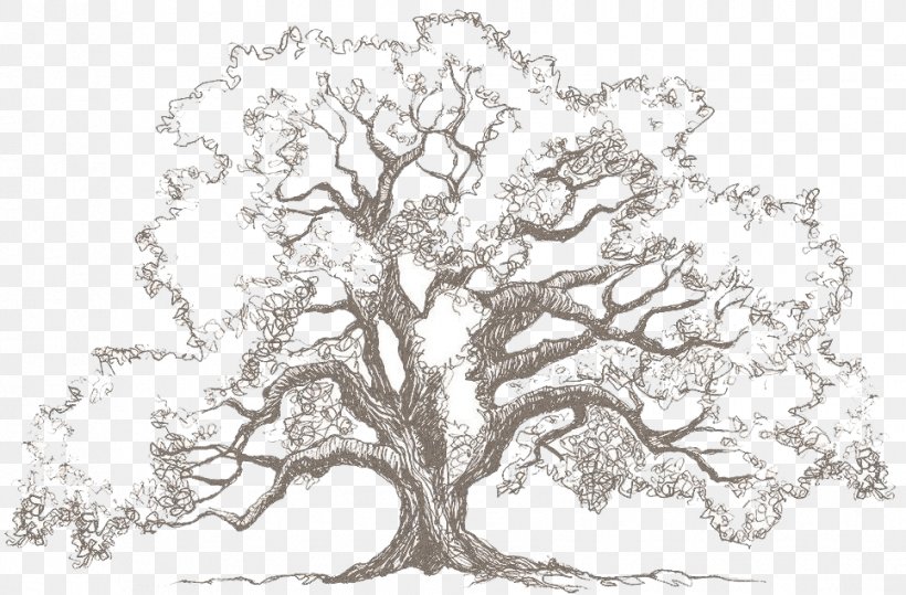 Drawing Oak Tree Sketch, PNG, 966x636px, Drawing, Art, Art Museum, Black And White, Branch Download Free