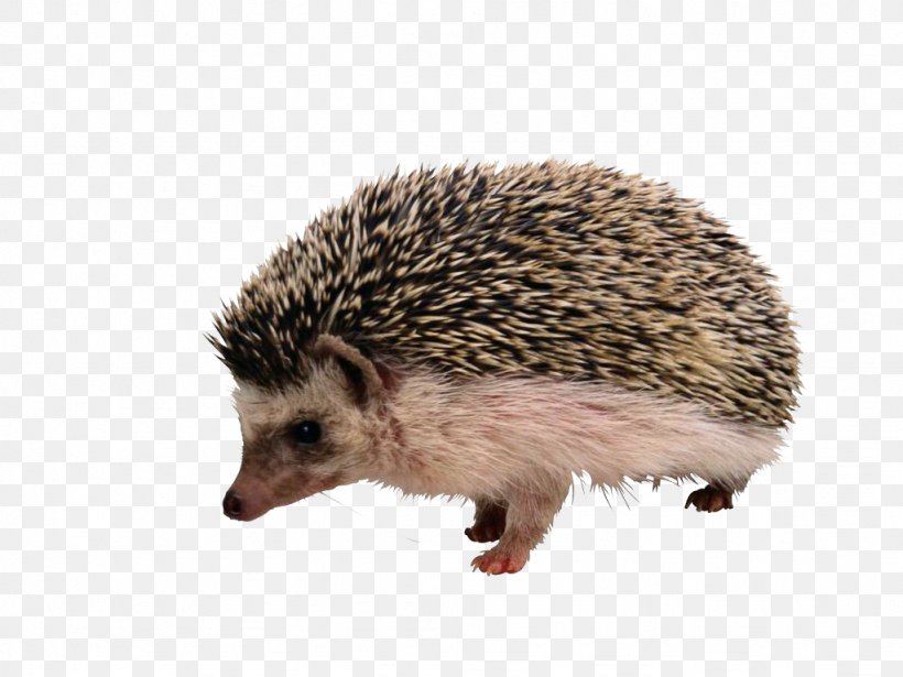European Hedgehog The Hedgehog And The Fox Porcupine Rodent Echidna, PNG, 1024x768px, European Hedgehog, Crested Porcupine, Domesticated Hedgehog, Echidna, Erinaceidae Download Free
