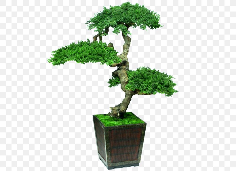 Indoor Bonsai Tree Houseplant Decorative Arts, PNG, 500x594px, Bonsai, Arecaceae, Bonsai Cultivation And Care, Cupressus, Decorative Arts Download Free