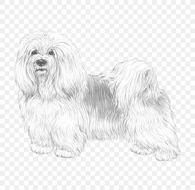 Maltese Dog Havanese Dog Bolognese Dog Little Lion Dog Bolonka, PNG, 800x800px, Maltese Dog, Bichon, Bichon Frise, Black And White, Bolognese Download Free