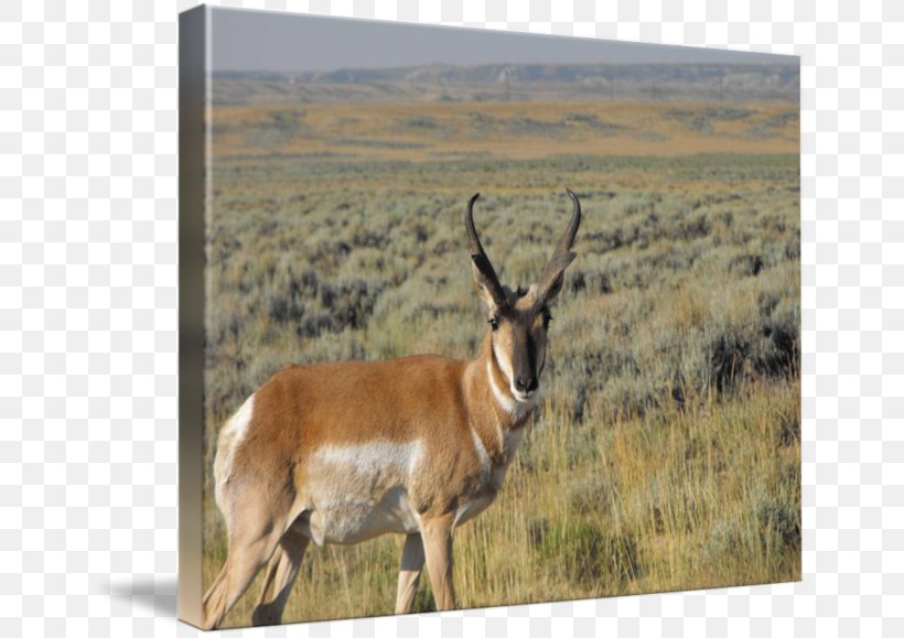 Springbok Pronghorn Waterbuck Ecoregion Fauna, PNG, 650x579px, Springbok, Animal, Antelope, Cow Goat Family, Ecoregion Download Free