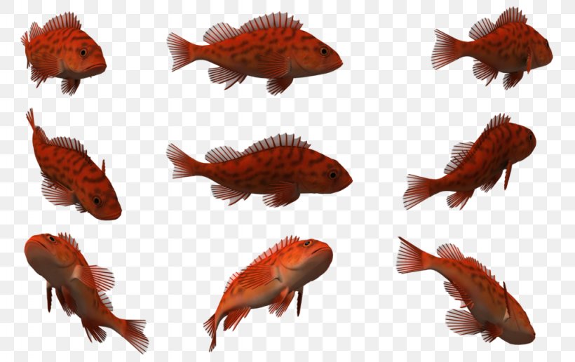 3D Computer Graphics Fish Clip Art, PNG, 1024x645px, 3d Computer Graphics, 3d Rendering, Computer Graphics, Fauna, Fish Download Free