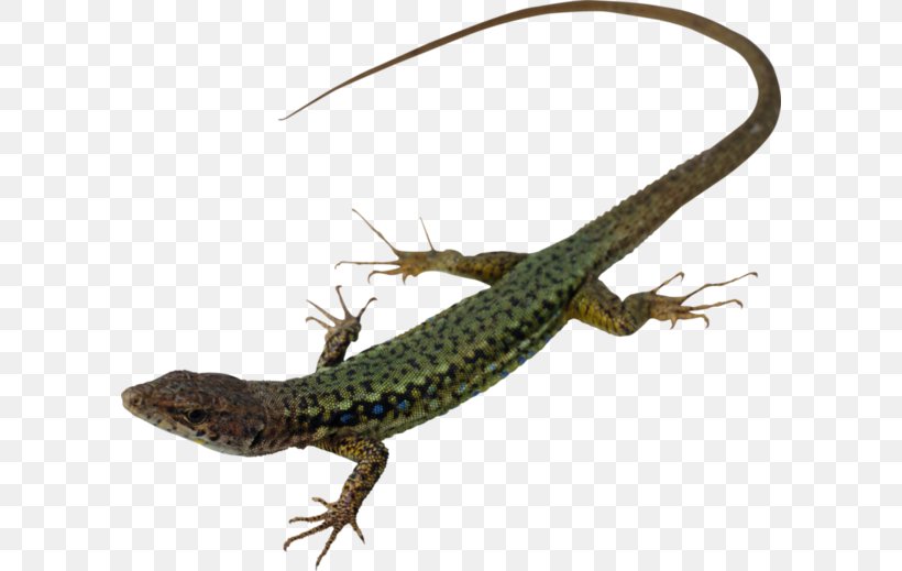 Lizard Reptile Snake Gecko Animal, PNG, 600x519px, Lizard, Agama, Agamidae, Alligator Lizard, Animal Download Free