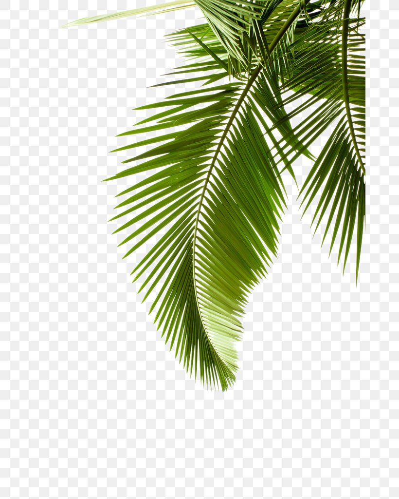 Paper Arecaceae Leaf Palm Branch Tree, PNG, 683x1024px, Paper, Arecaceae, Arecales, Branch, Coconut Download Free