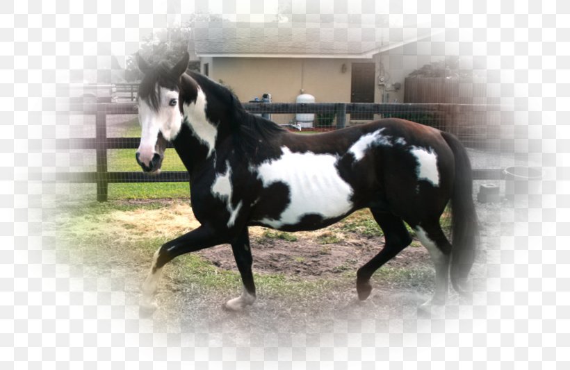 Stallion Mustang Mare Bridle Halter, PNG, 800x533px, Stallion, Bridle, Colt, Halter, Horse Download Free