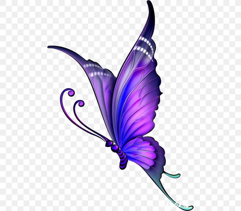 Butterfly Drawing Clip Art Image Color, PNG, 500x716px, Butterfly, Butterflies And Moths, Color, Drawing, Flower Download Free