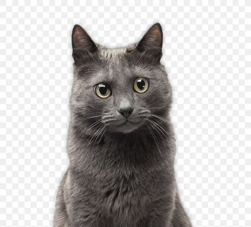 Chartreux Russian Blue Nebelung Korat European Shorthair, PNG, 574x743px, Chartreux, American Wirehair, Asian, Asian Semi Longhair, Asian Semilonghair Download Free
