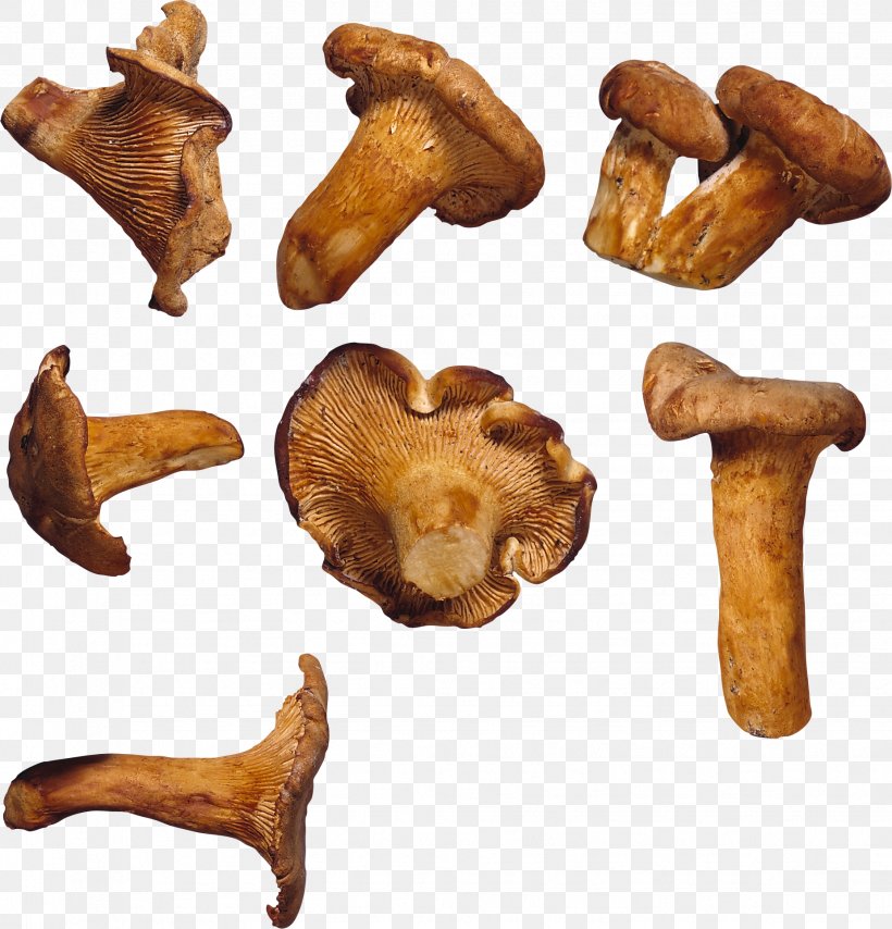 Edible Mushroom Fungus Food Chanterelle, PNG, 1852x1931px, Mushroom, Chanterelle, Eating, Edible Mushroom, Food Download Free