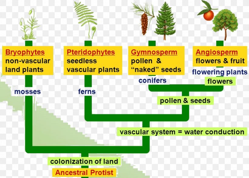 Flowering Plant Pteridophytes Gymnosperm Bryophyte, PNG, 927x663px, Flowering Plant, Algae, Area, Biological Life Cycle, Biology Download Free