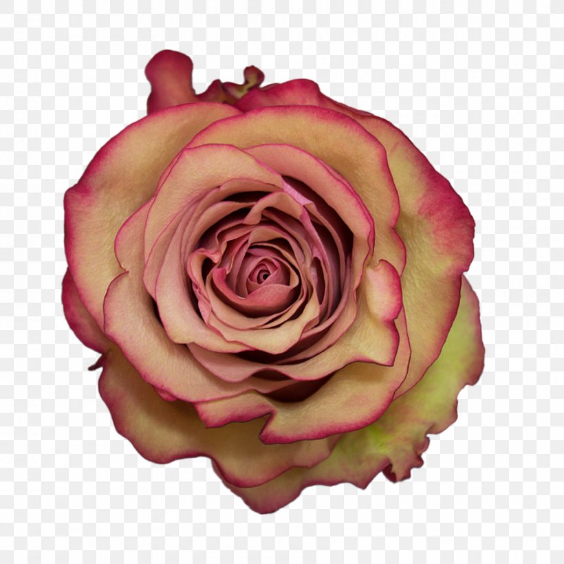Garden Roses Cabbage Rose Floribunda Molo Cut Flowers, PNG, 900x900px, Garden Roses, Cabbage Rose, Cut Flowers, Farm, Floribunda Download Free