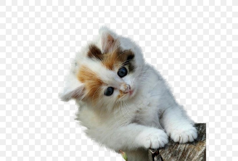 Maine Coon Kitten Cuteness High-definition Television Wallpaper, PNG, 600x555px, 4k Resolution, Maine Coon, Aegean Cat, British Semi Longhair, Carnivoran Download Free