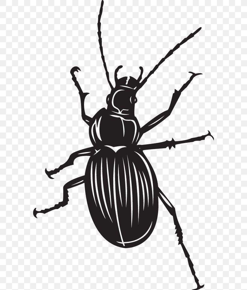 Beetle Clip Art Fly Scarabs Illustration, PNG, 600x963px, Beetle, Arthropod, Artwork, Black And White, Fly Download Free