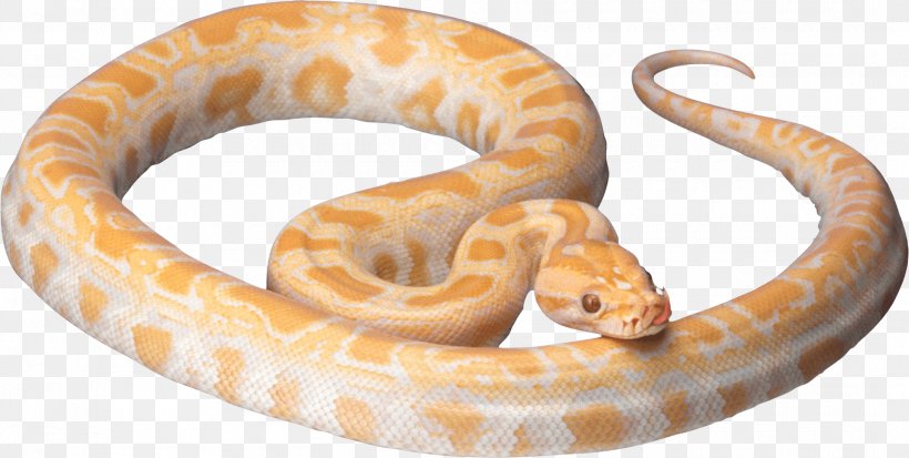 Snake Clip Art, PNG, 2120x1069px, Snake, Boa Constrictor, Boas, Colubridae, Hognose Snake Download Free