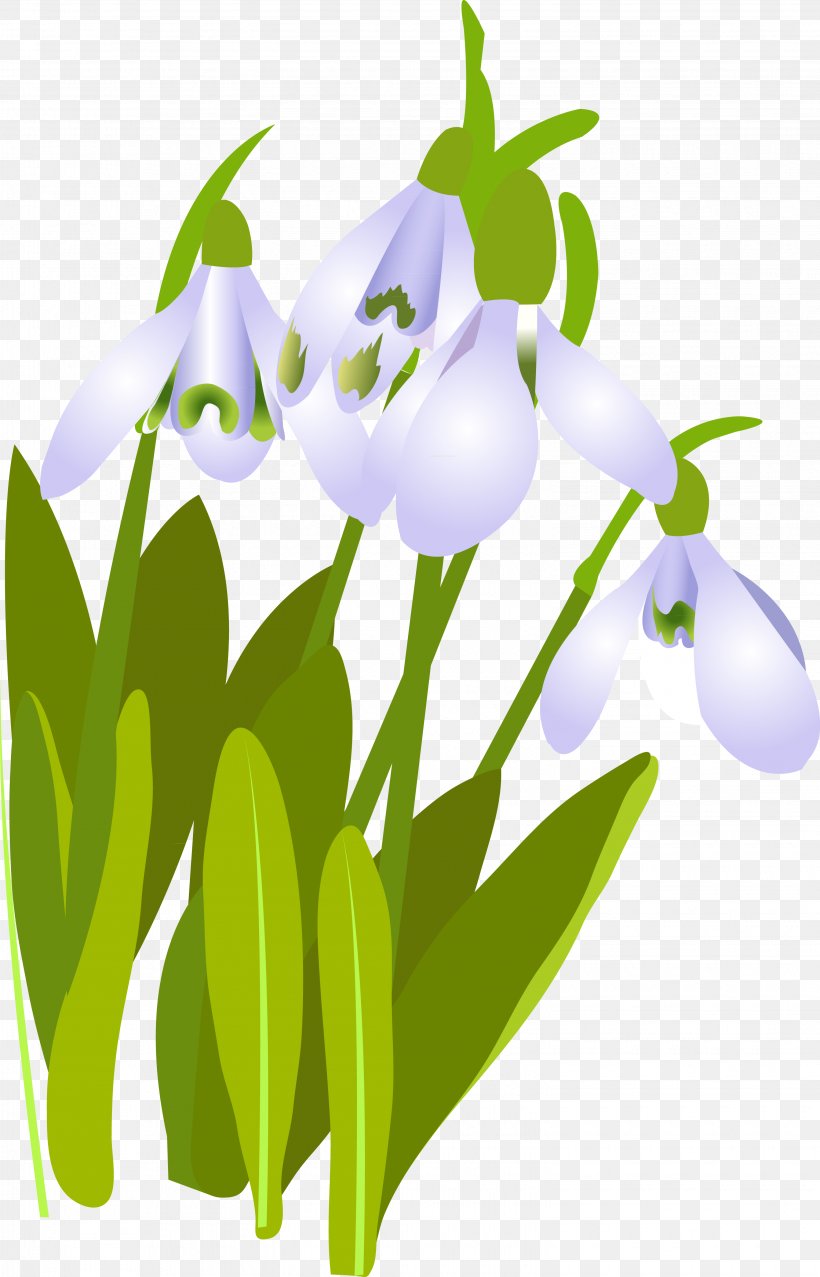 Snowdrop Drawing Flower Plant Reka Bichura, PNG, 3055x4759px, Snowdrop, Branch, Child, Coloring Book, Daytime Download Free