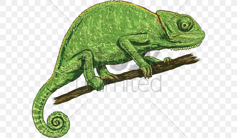 Chameleons Lizard Illustration Vector Graphics, PNG, 600x479px, Chameleons, African Chameleon, Amphibian, Animal, Art Download Free