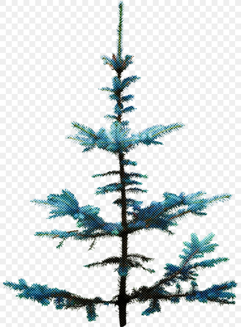 Christmas Tree, PNG, 800x1113px, Shortleaf Black Spruce, American Larch, Balsam Fir, Branch, Christmas Decoration Download Free