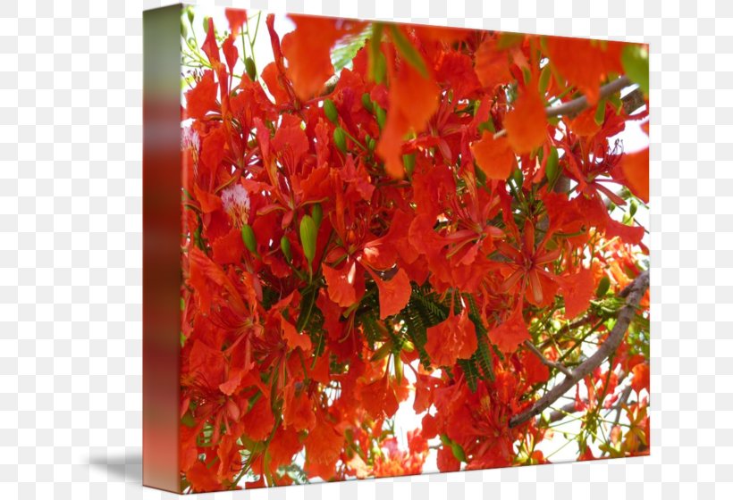 Royal Poinciana Imagekind Art Tree Poster, PNG, 650x560px, Royal Poinciana, Art, Begonia, Branch, Canvas Download Free