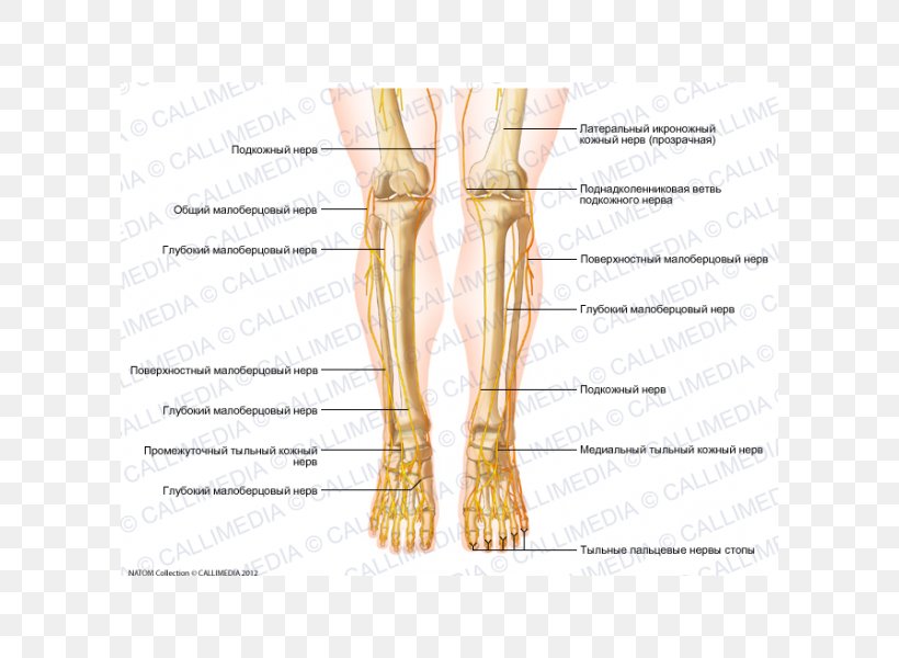 Thumb Nerve Muscle Knee Foot, PNG, 600x600px, Watercolor, Cartoon, Flower, Frame, Heart Download Free