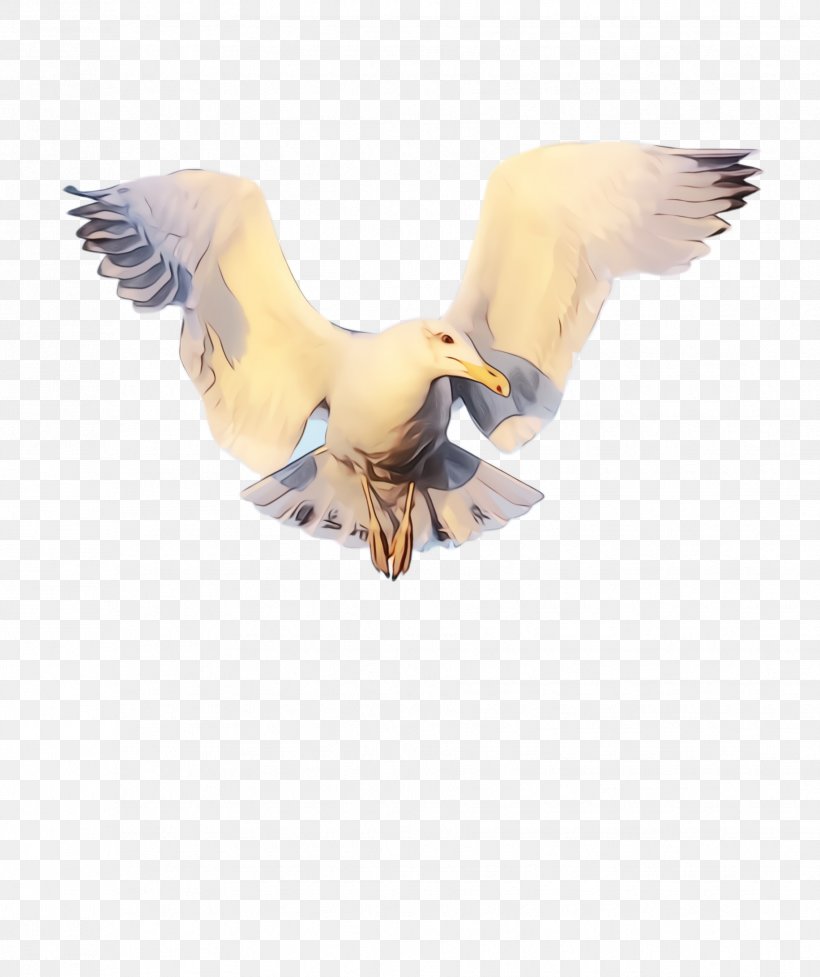 Dove Bird, PNG, 1832x2184px, Pigeon, Beak, Bird, Dove, Duck Download Free