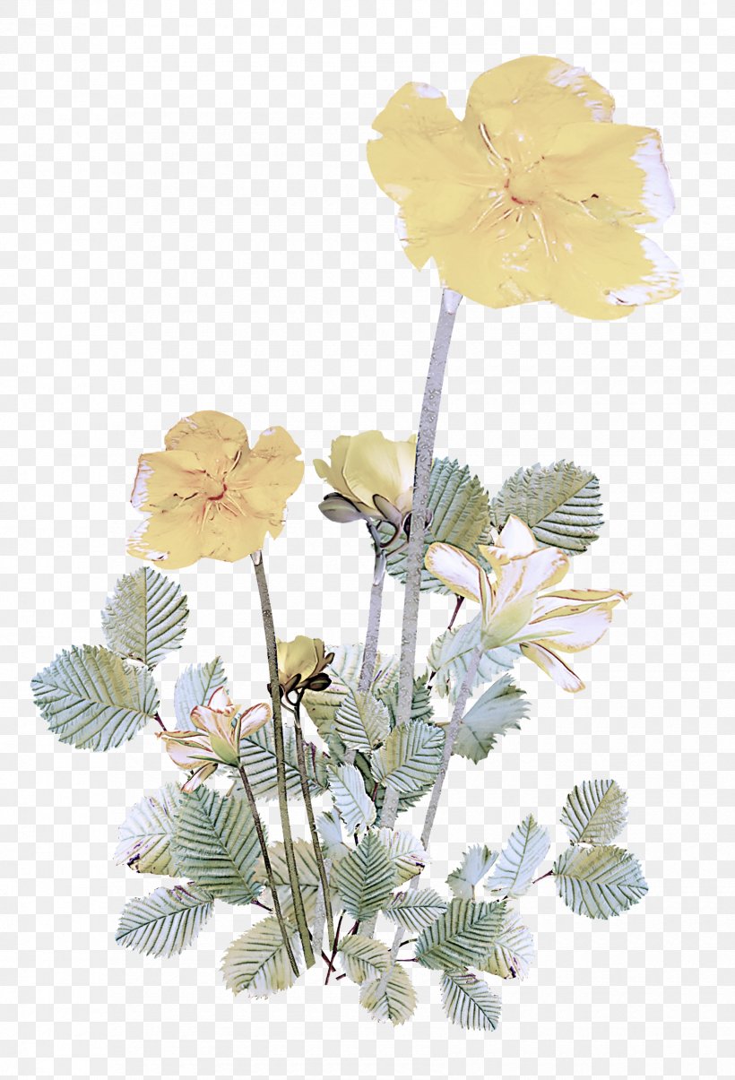 Flower Plant Flowering Plant Yellow Petal, PNG, 1700x2500px, Flower, Branch, Flowering Plant, Geranium, Petal Download Free
