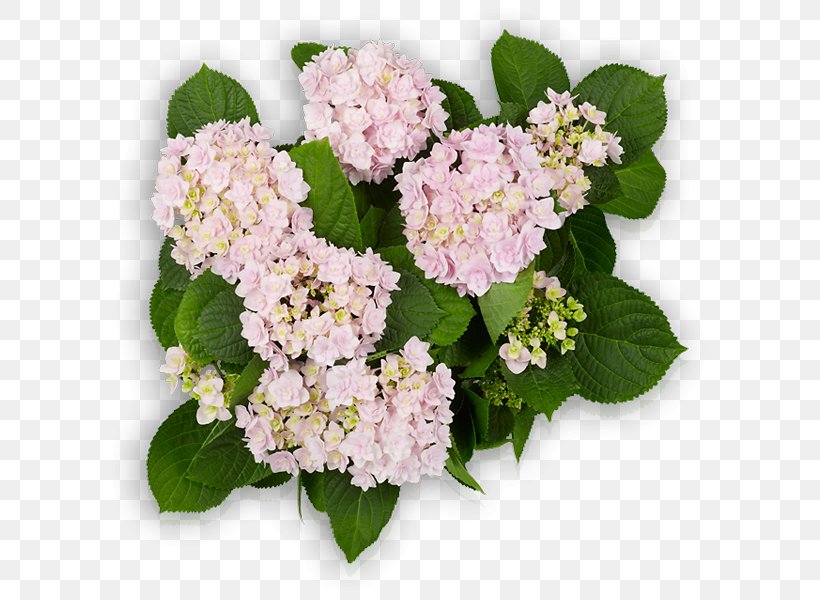 Hydrangea GLOBALG.A.P Certification You+Me Schloss Wackerbarth, PNG, 600x600px, Hydrangea, Annual Plant, Audit, Certification, Cornales Download Free
