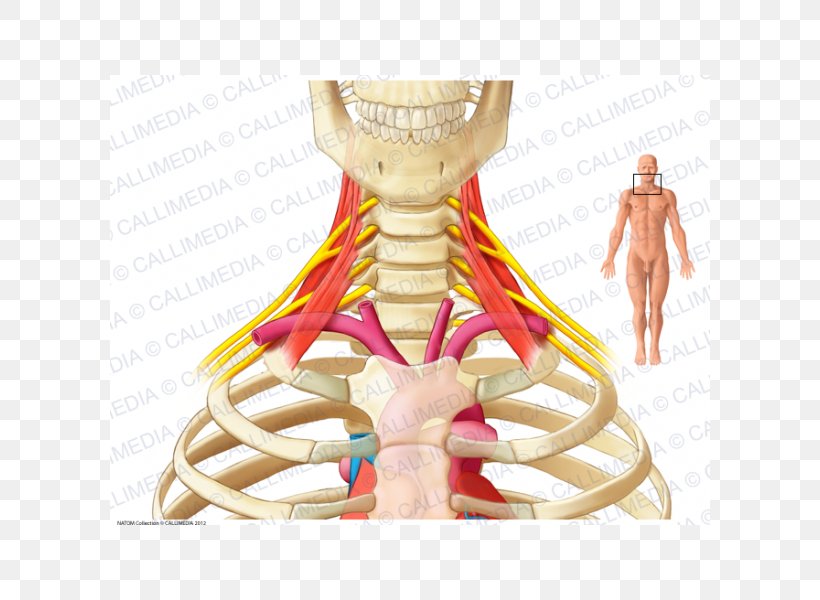 Nerve Cervicobrachial Neuralgia Scalene Muscles Brachial Plexus Anatomy, PNG, 600x600px, Watercolor, Cartoon, Flower, Frame, Heart Download Free