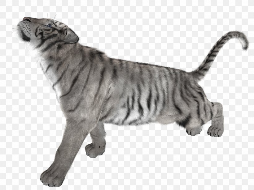 White Tiger Cat Felidae, PNG, 1920x1440px, Tiger, Big Cat, Big Cats, Black And White, Carnivoran Download Free