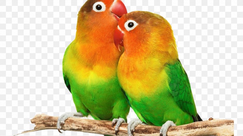 Bird Clip Art Image Desktop Wallpaper, PNG, 1280x720px, Bird, Beak, Common Pet Parakeet, Fauna, Lorikeet Download Free