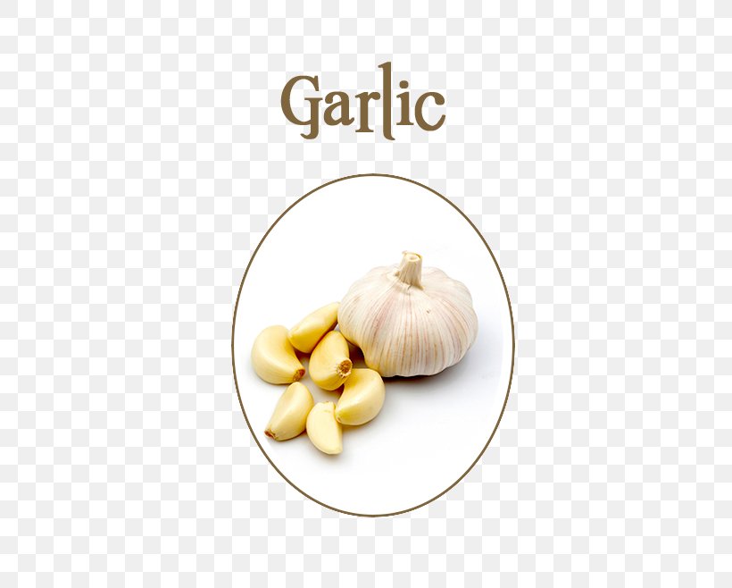 Garlic Presses Food Eating Allicin, PNG, 566x658px, Garlic, Allicin, Alliin, Alliinase, Clove Download Free