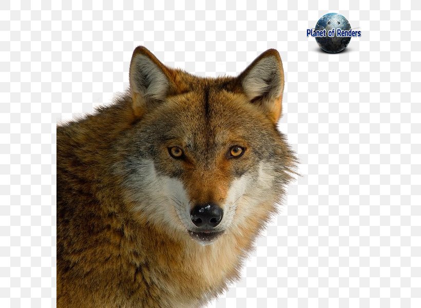 Red Fox Coyote Dog Dhole Red Wolf, PNG, 600x600px, Red Fox, Alaskan Tundra Wolf, Animal, Blog, Canis Download Free