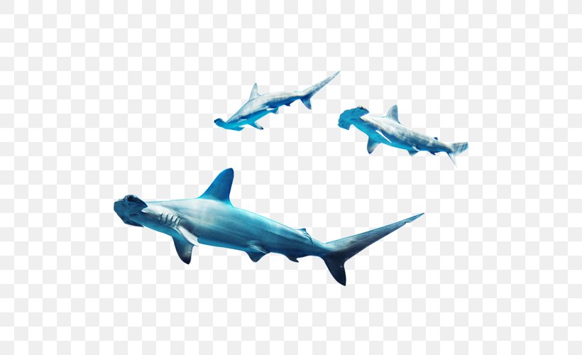 Requiem Shark Marine Biology, PNG, 500x500px, Shark, Blue, Carcharhiniformes, Cartilaginous Fish, Dolphin Download Free
