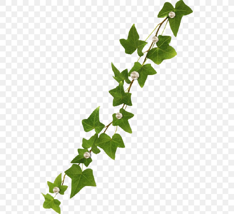 Vine Common Ivy Virginia Creeper, PNG, 533x750px, Vine, Branch, Common Ivy, Flower, Flowering Plant Download Free