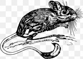 Romeo And Juliet Coloring Worksheets - Clip Art Jerboa Vector Graphics Rodent Illustration PNG