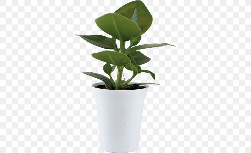 Houseplant Plants Leaf Flowerpot Plant Stem, PNG, 500x500px, Houseplant, Feeling, Flowerpot, Happiness, Leaf Download Free