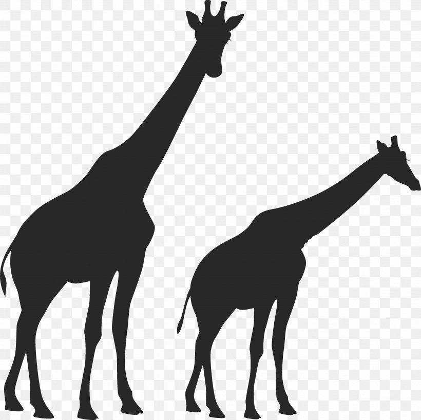 West African Giraffe Vertebrate Mustang Animal Mammal, PNG, 4726x4718px, West African Giraffe, Animal, Black And White, Fauna, Fun Stuff Holidays Download Free