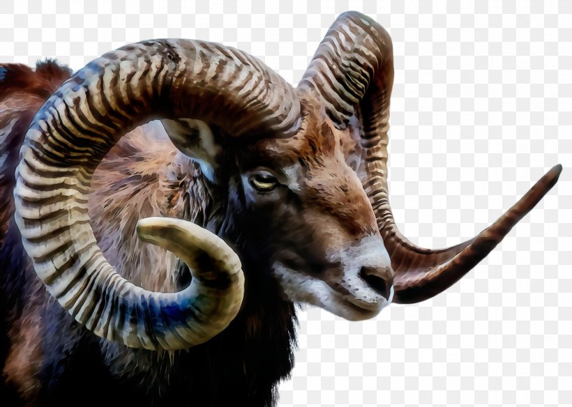 Argali Horn Bighorn Wildlife Goats, PNG, 2368x1688px, Watercolor, Argali, Bighorn, Dalls Sheep, Goatantelope Download Free