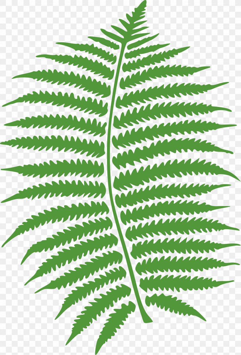 Fern Frond Leaf Clip Art, PNG, 1628x2400px, Fern, Drawing, Ferns And Horsetails, Frond, Leaf Download Free