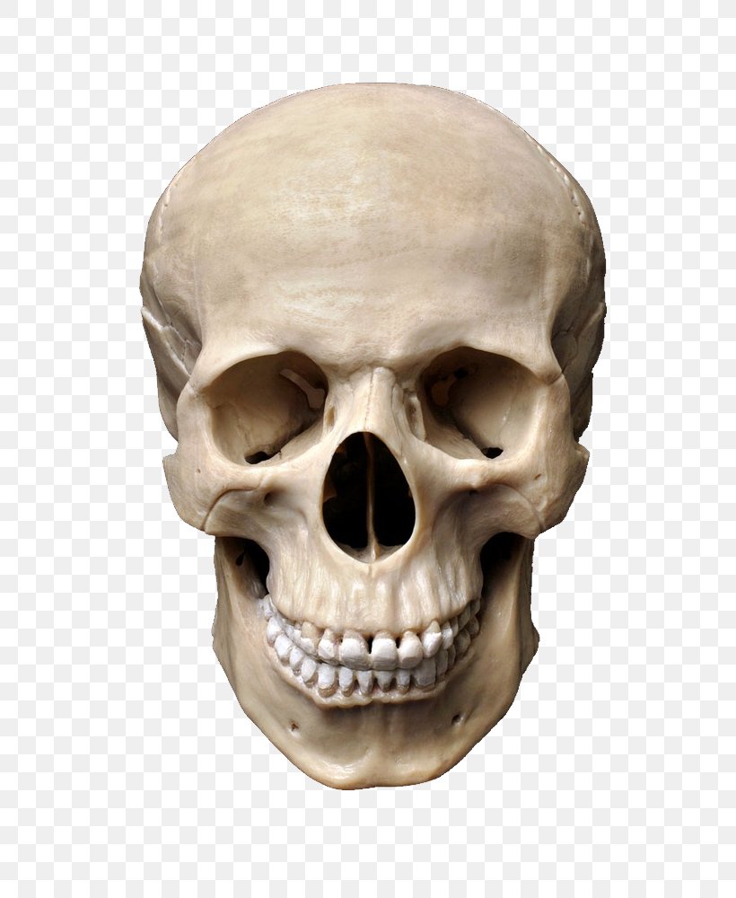 Skull Stock Photography Human Skeleton, PNG, 788x1000px, Skull, Anatomy, Bone, Human Skeleton, Jaw Download Free