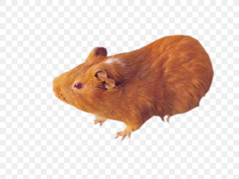 Gerbil Guinea Pig Rat Computer Mouse, PNG, 1024x768px, Gerbil, Computer Mouse, Fauna, Guinea, Guinea Pig Download Free