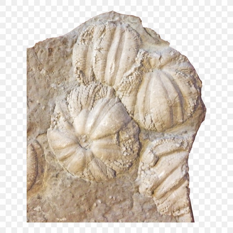 Jellyfish Coelenterata Sea Anemones And Corals Fossil Stone Carving, PNG, 1400x1400px, Jellyfish, Art, Artifact, Cnidaria, Coelenterata Download Free